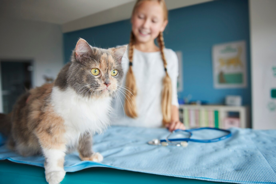 Veterinarian in Queens & Emergency Clinic